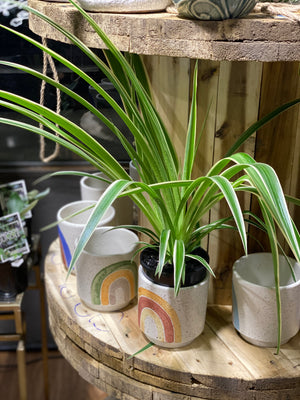 Spider plant- Chlorophytum comosum variegatum