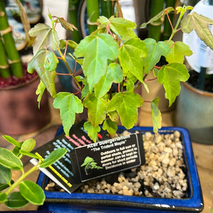 Assorted bonsai