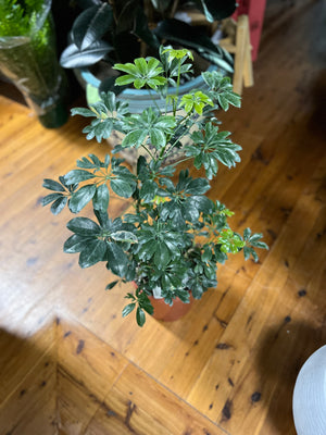 Schefflera mini leaf