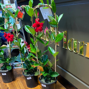 Mandevilla