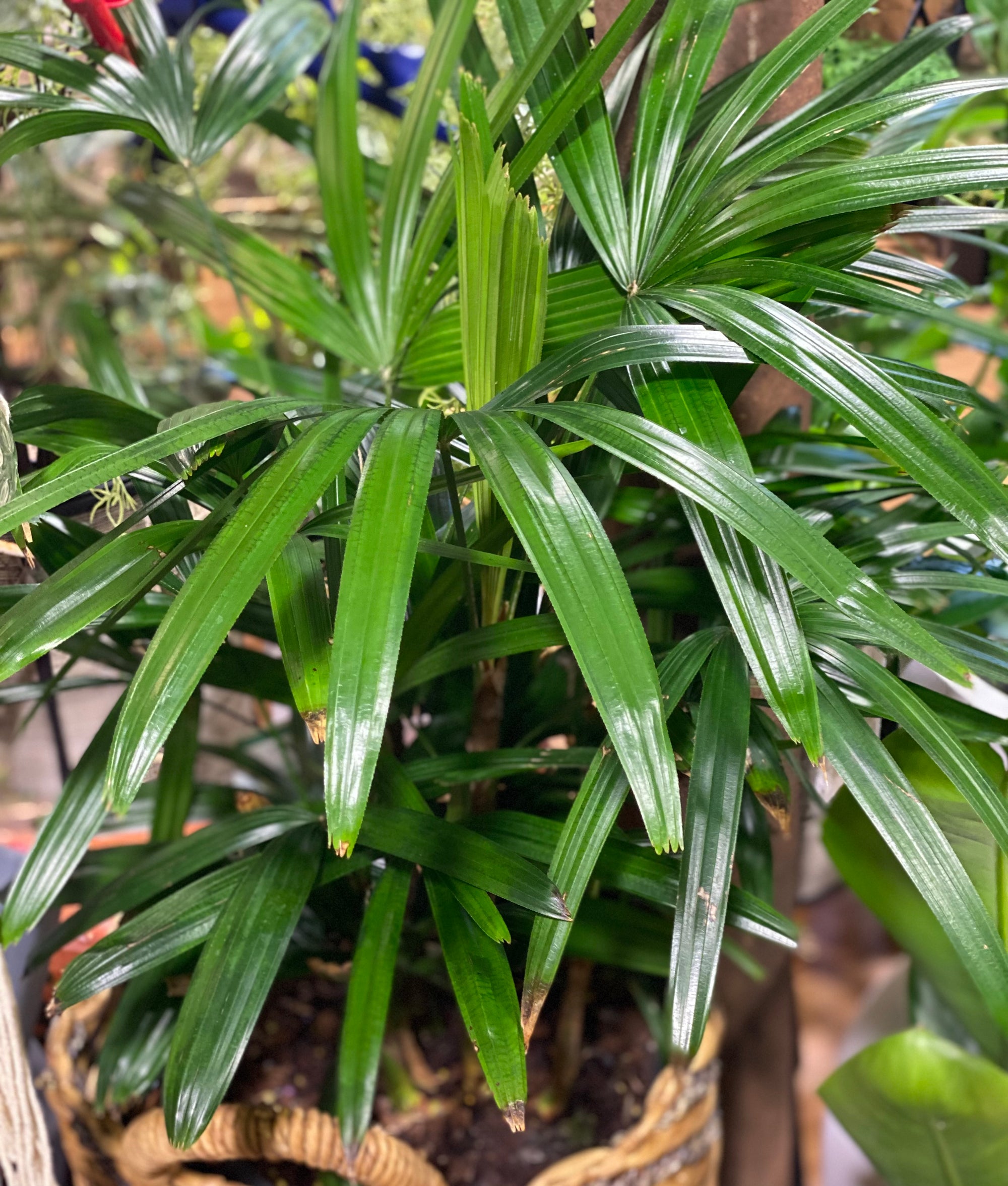 Rhapis excelsa lady palm