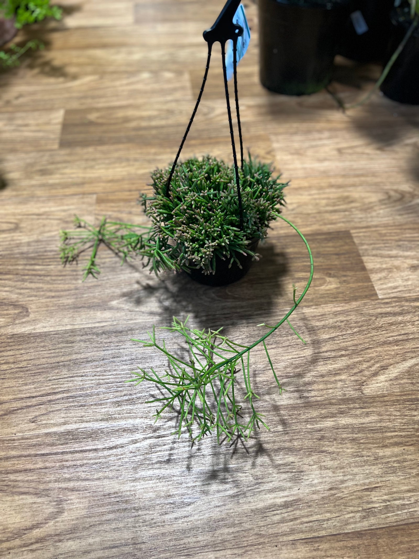 Rhipsalis pom pom cereuscula