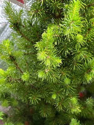 Picea Star Christmas tree