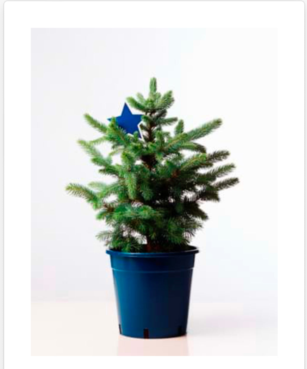 Picea pungens blue diamond