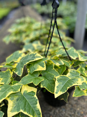 Ivy hedera helix ‘cascade gold’