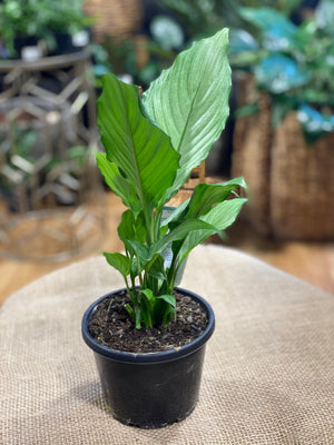 Spathiphyllum “platinum mist”